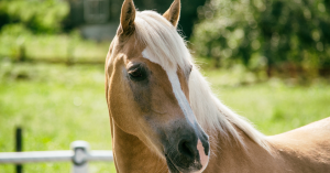 Assurances mortalité chevaux