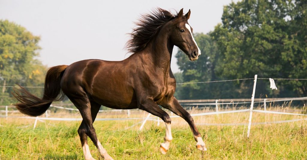 assurance cheval